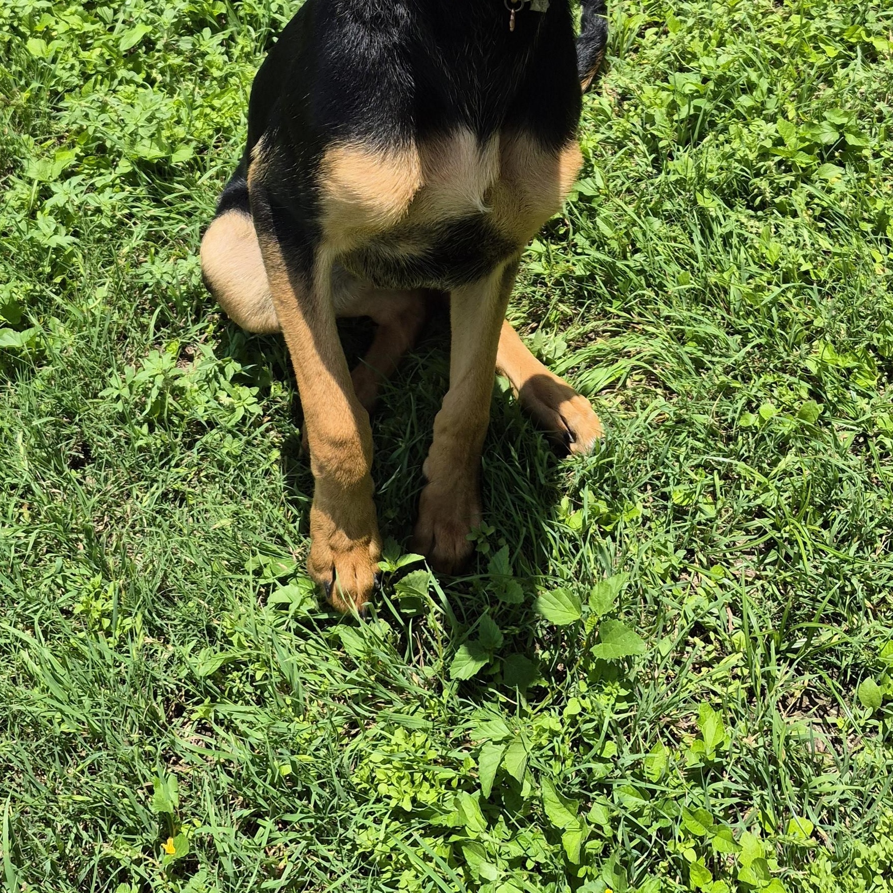 Enlarge Starfire, a ADOPTABLE Mixed Breed in Schertz, TX image 3/4