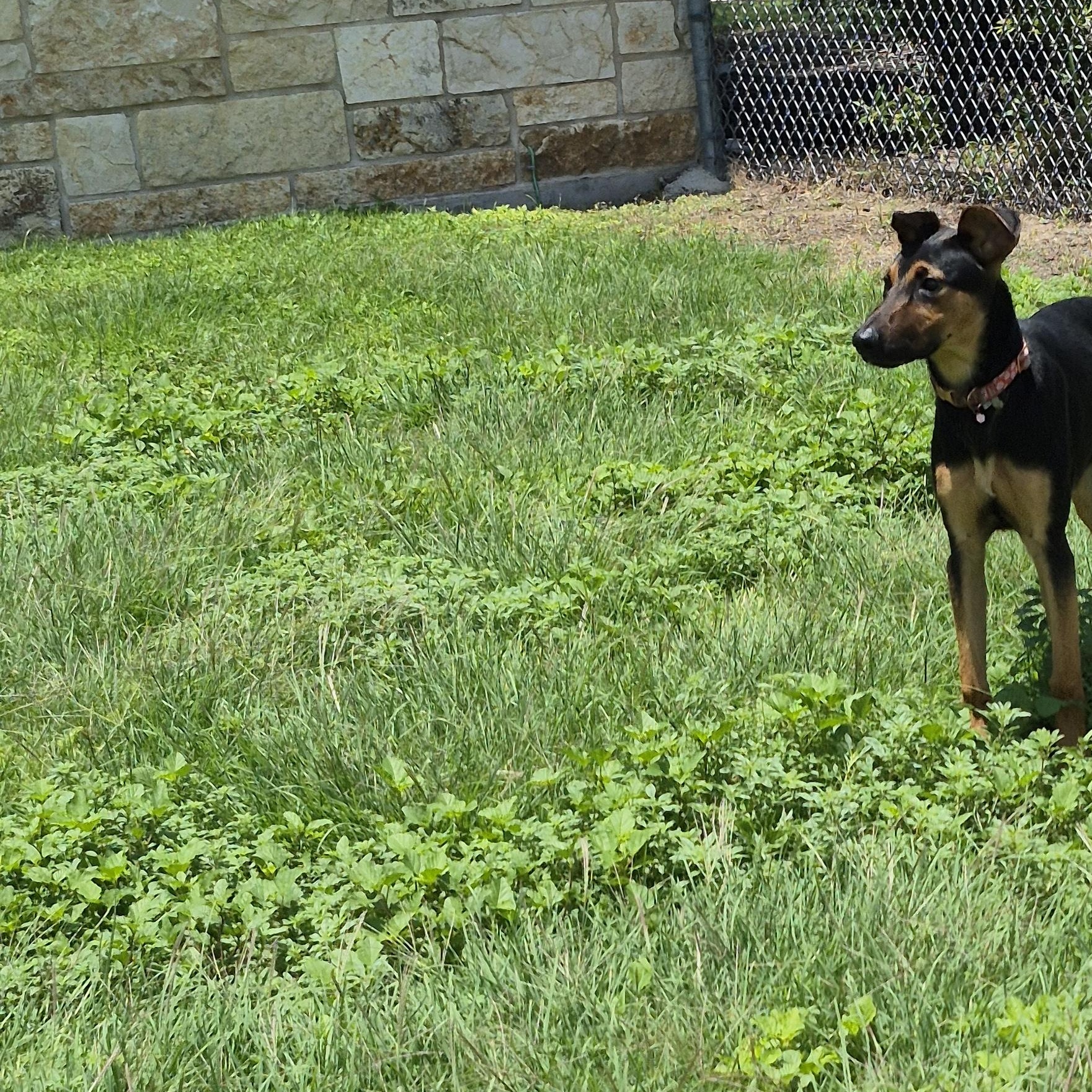 Enlarge Starfire, a ADOPTABLE Mixed Breed in Schertz, TX image 2/4