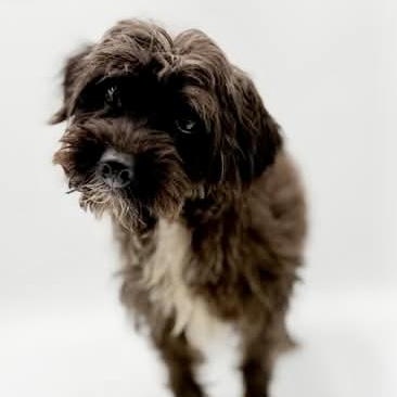 Enlarge Eugene Muslee, an adoptable Schnoodle in Thompson's Station, TN image 2/2