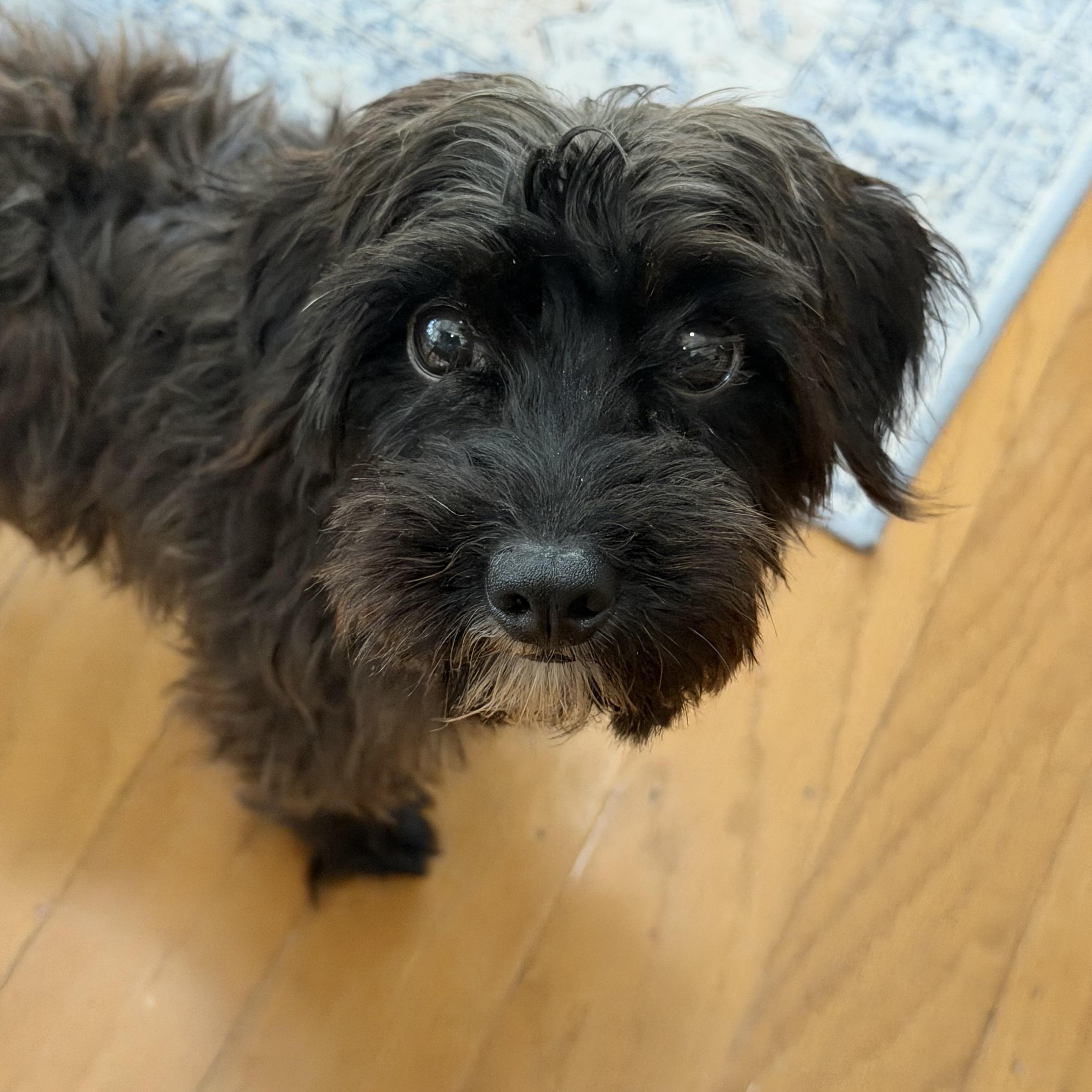 Eugene Muslee, adoptable, Adult Male Schnoodle.