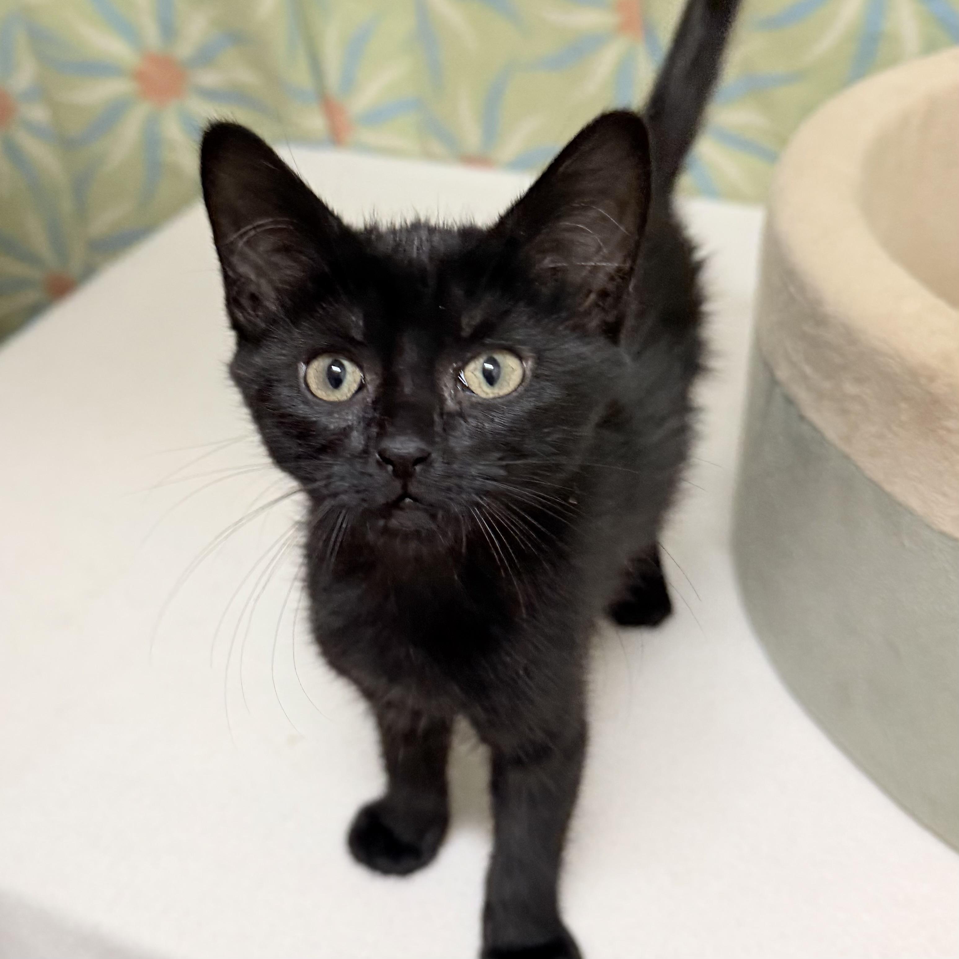Velvet, an adoptable mixed breed in Libertyville, IL image 3/3