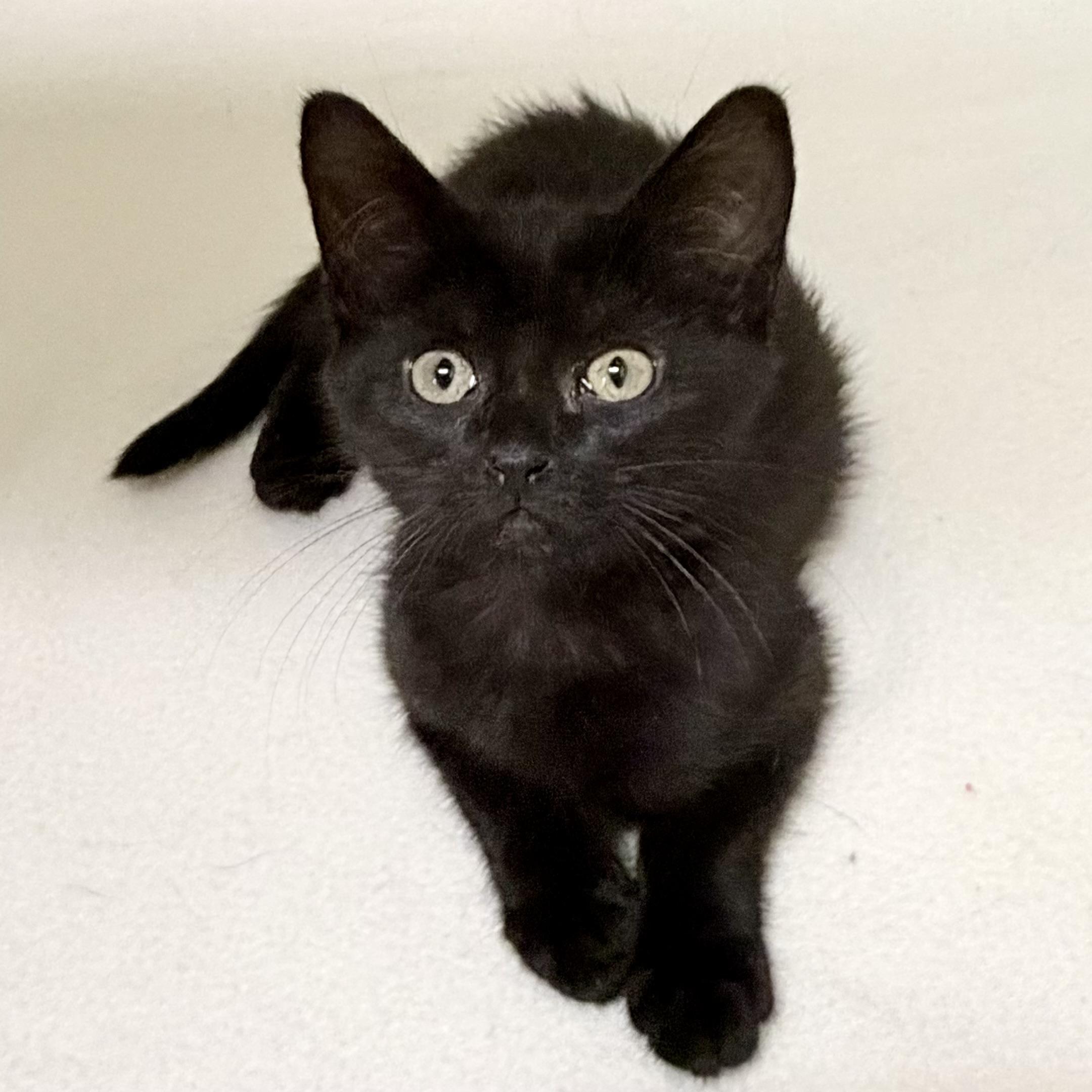Velvet, adoptable, Kitten Female Domestic Short Hair.