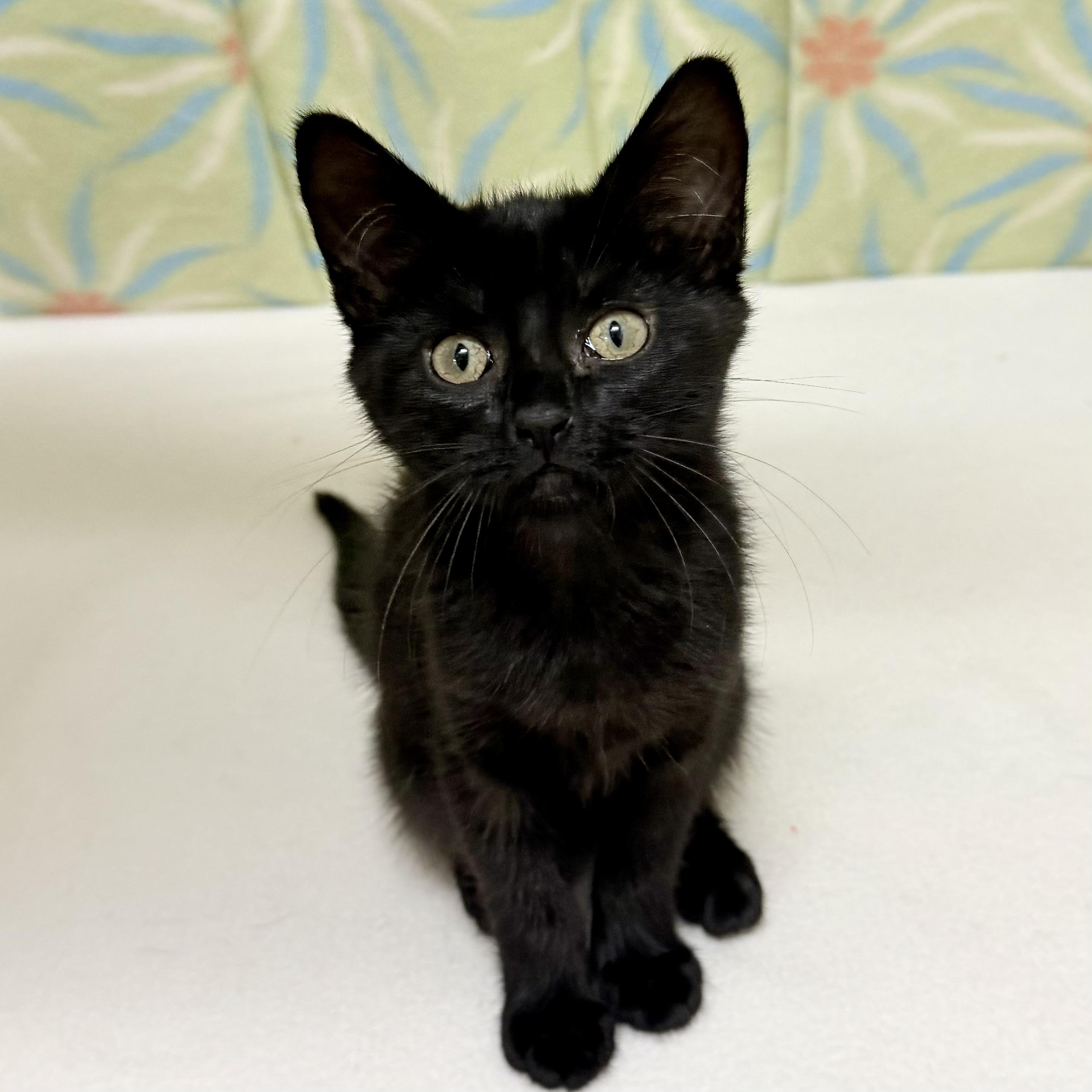 Velvet, an adoptable mixed breed in Libertyville, IL image 2/3