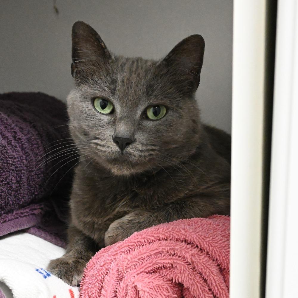 Chloe, Adoptable, Adult Female Domestic Short Hair & Russian Blue.