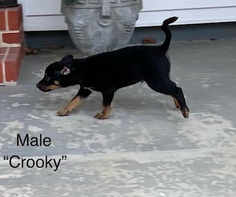 Enlarge Crooky, a ADOPTABLE mixed breed in Calhoun, GA image 2/2