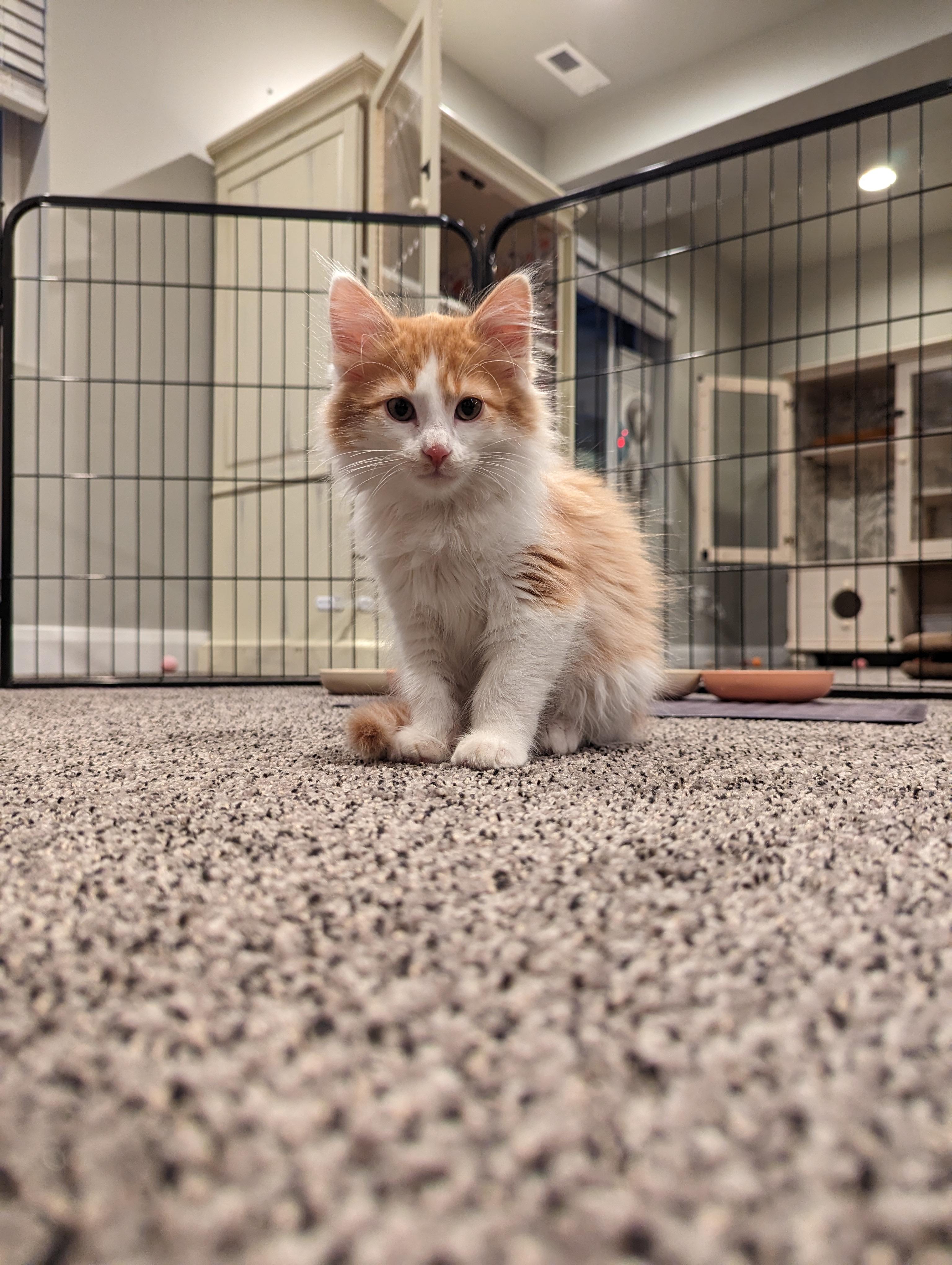 Nacho and Max, Adoptable, Adult Male American Shorthair.