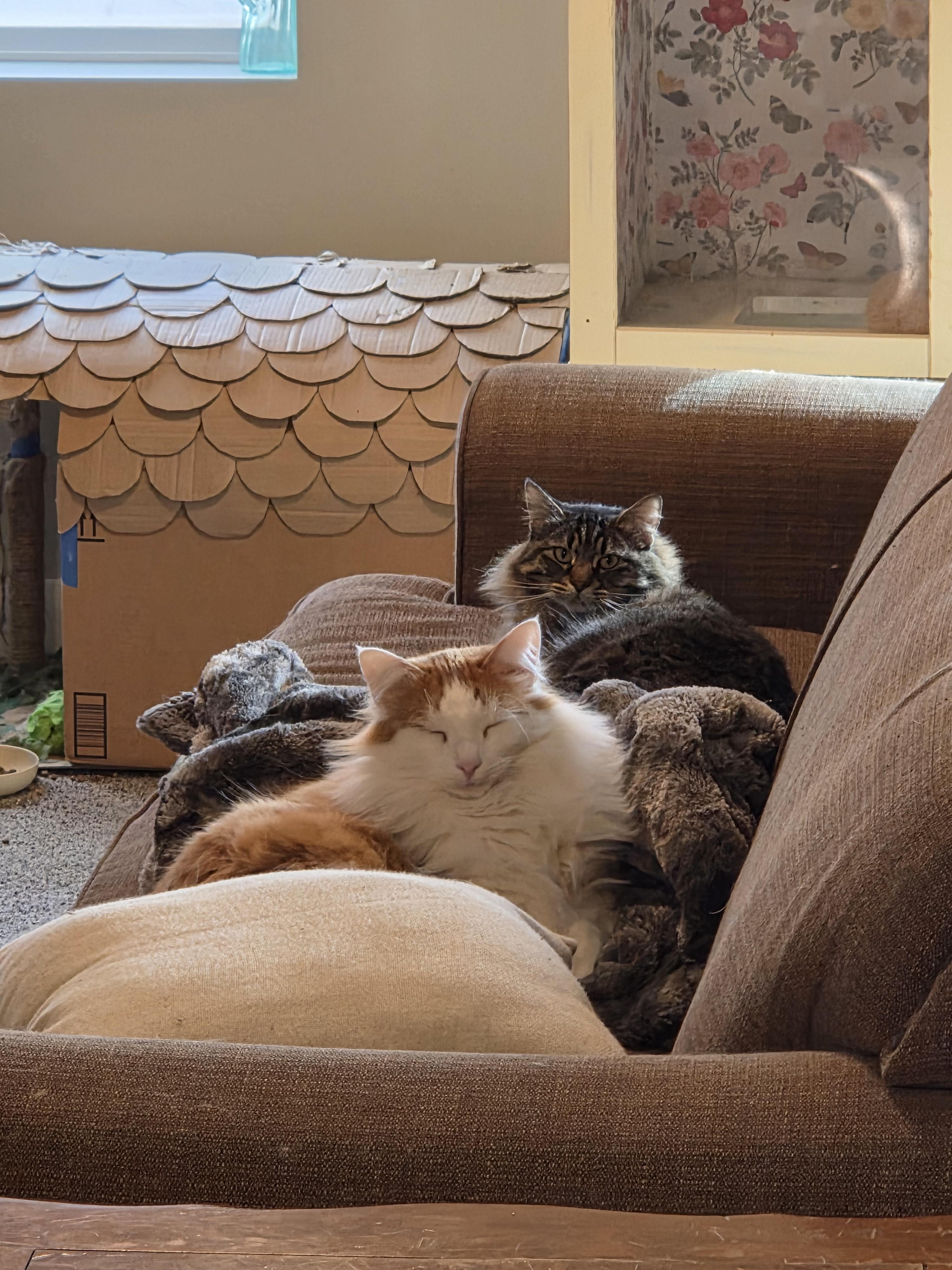 Enlarge Nacho and Max, a Adoptable American Shorthair in North Ogden, UT image 2/6