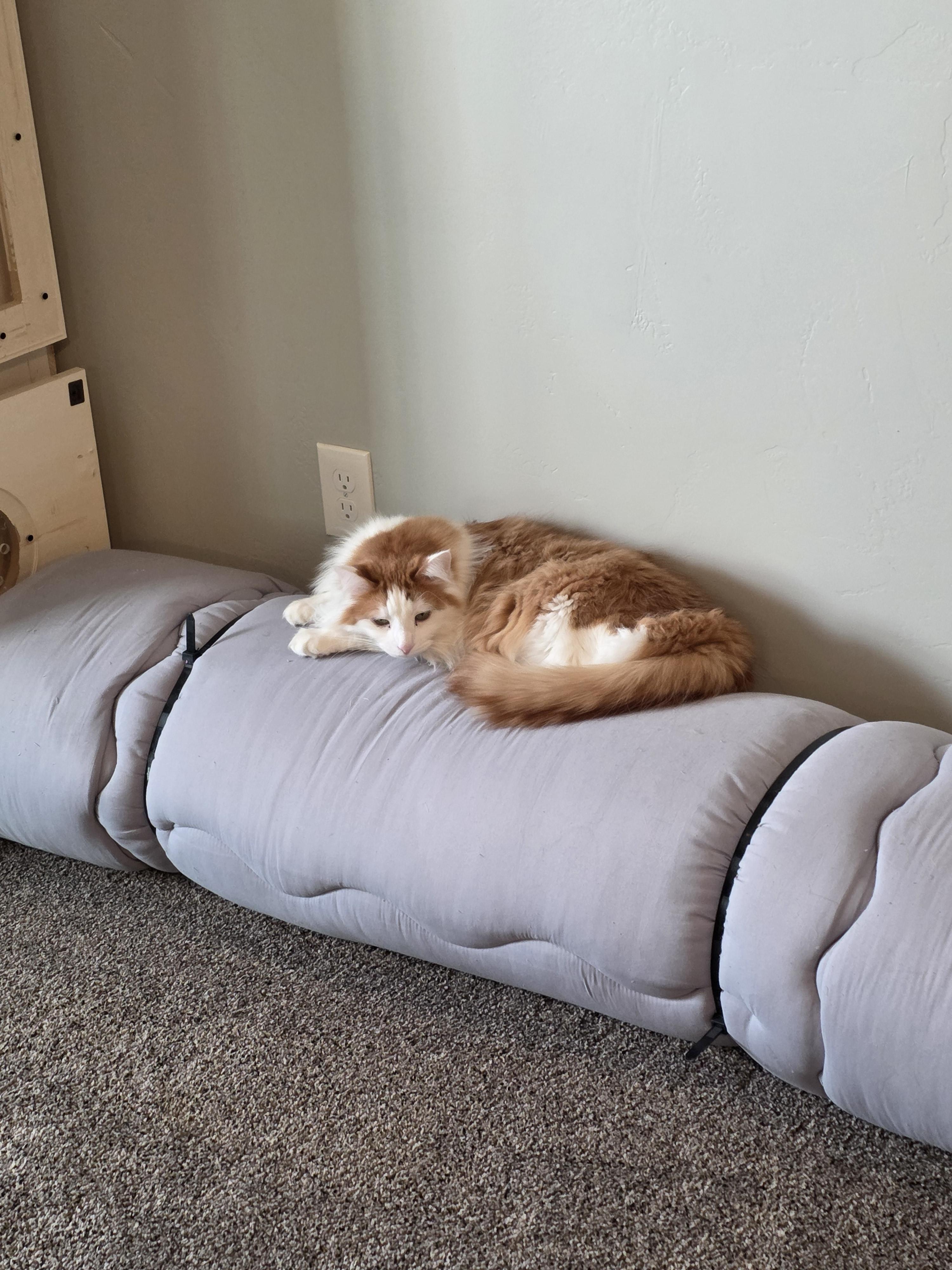 Enlarge Nacho and Max, a Adoptable American Shorthair in North Ogden, UT image 3/6
