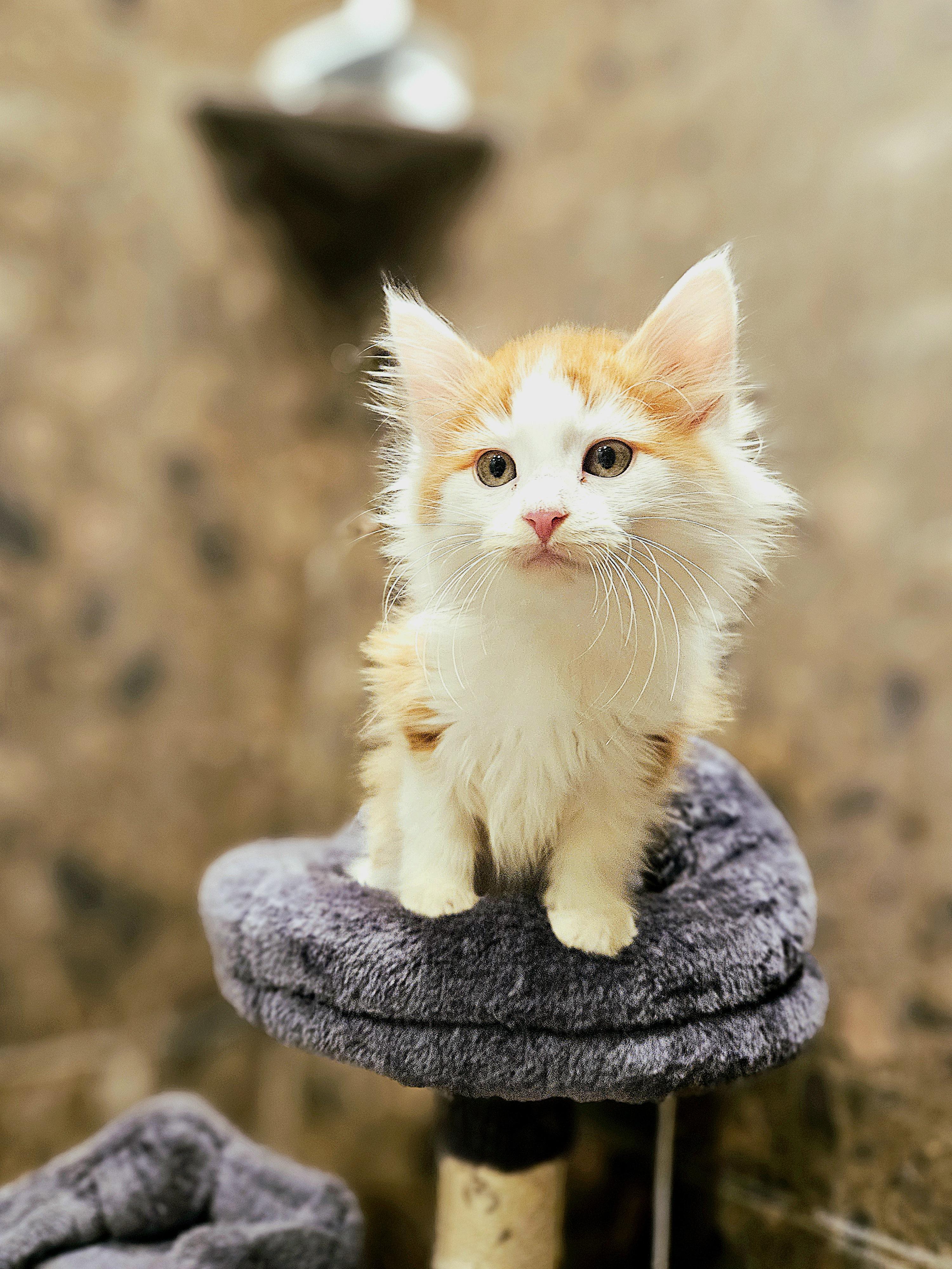 Enlarge Nacho and Max, a Adoptable American Shorthair in North Ogden, UT image 5/6