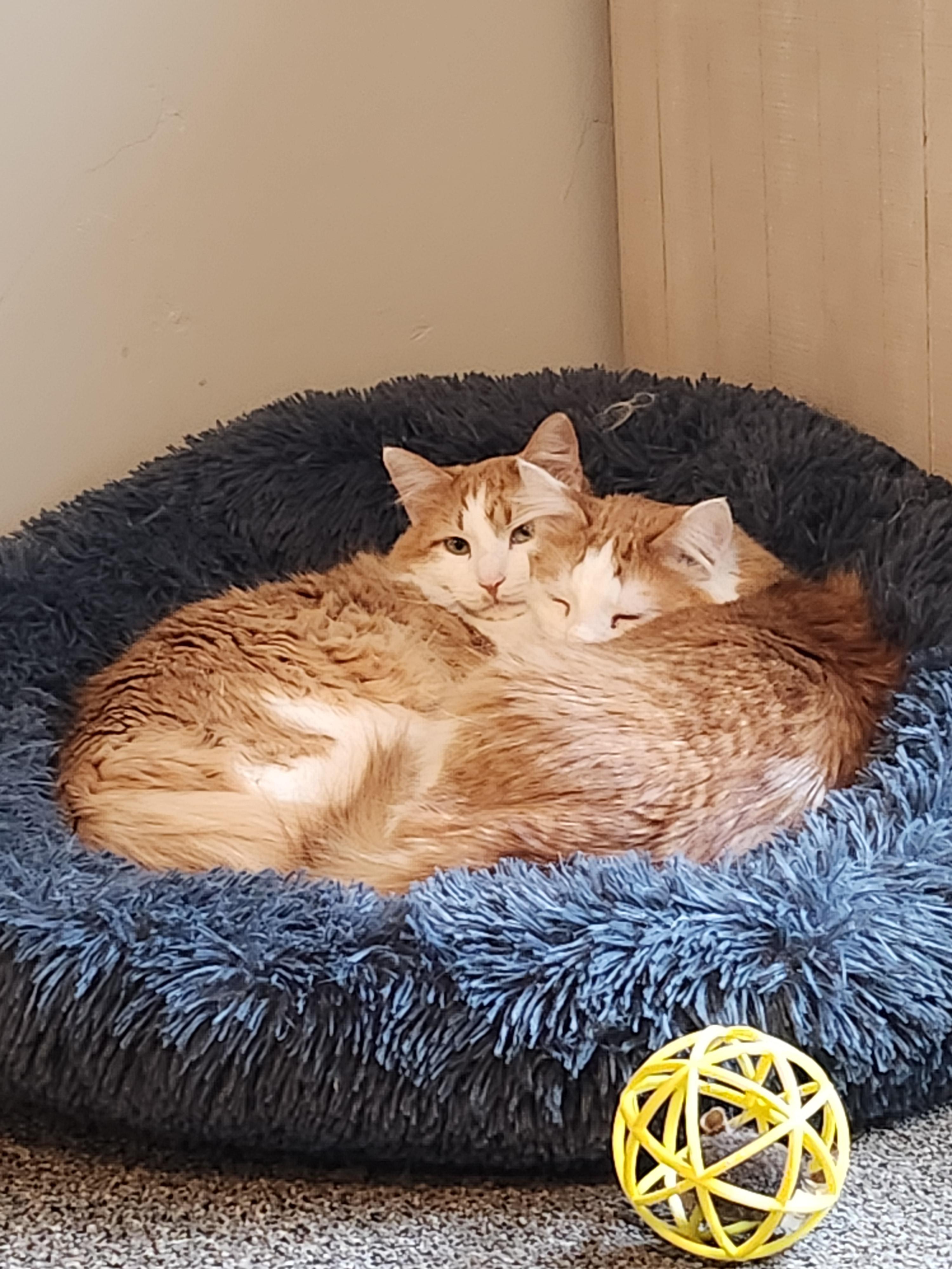 Enlarge Nacho and Max, a Adoptable American Shorthair in North Ogden, UT image 6/6