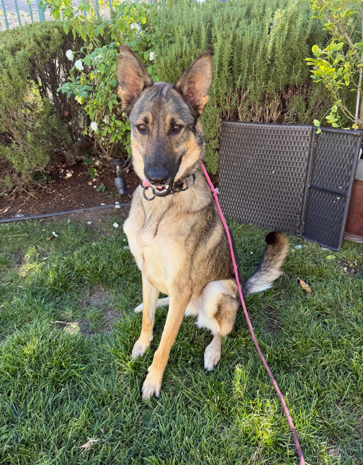Bambi, adopted, Young Female Belgian Shepherd / Malinois.