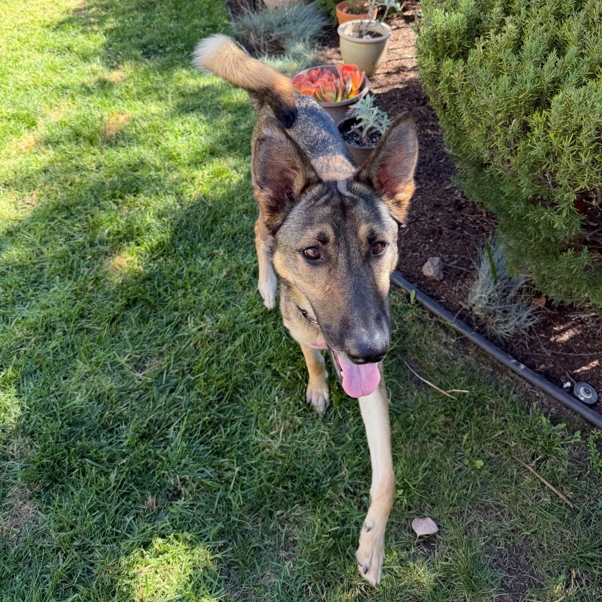 Bambi, an adopted mixed breed in Tarzana, CA image 4/5