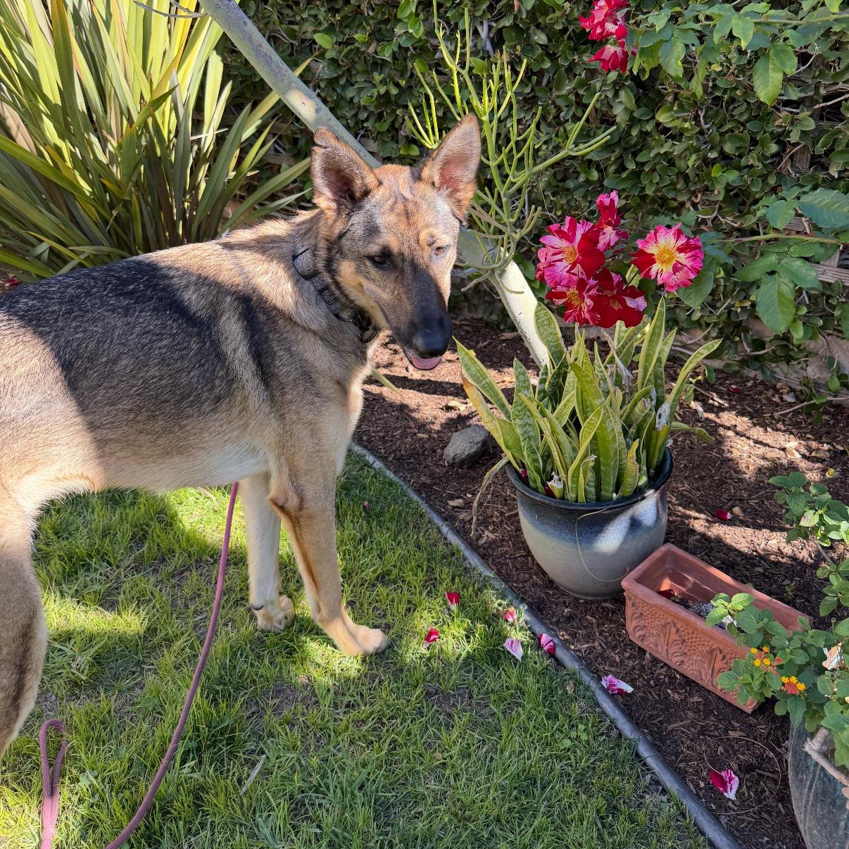 Bambi, an adopted mixed breed in Tarzana, CA image 3/5