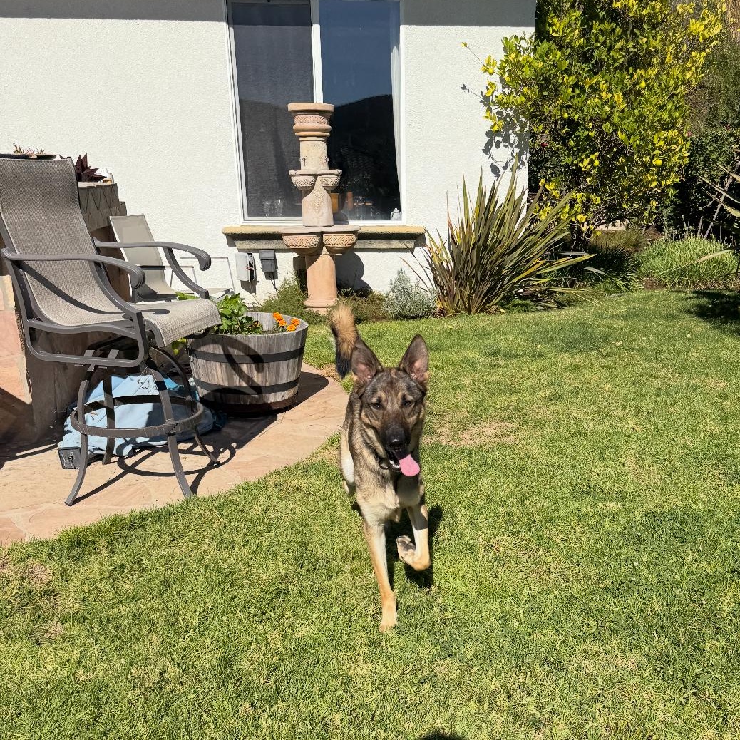 Bambi, an adopted mixed breed in Tarzana, CA image 2/5