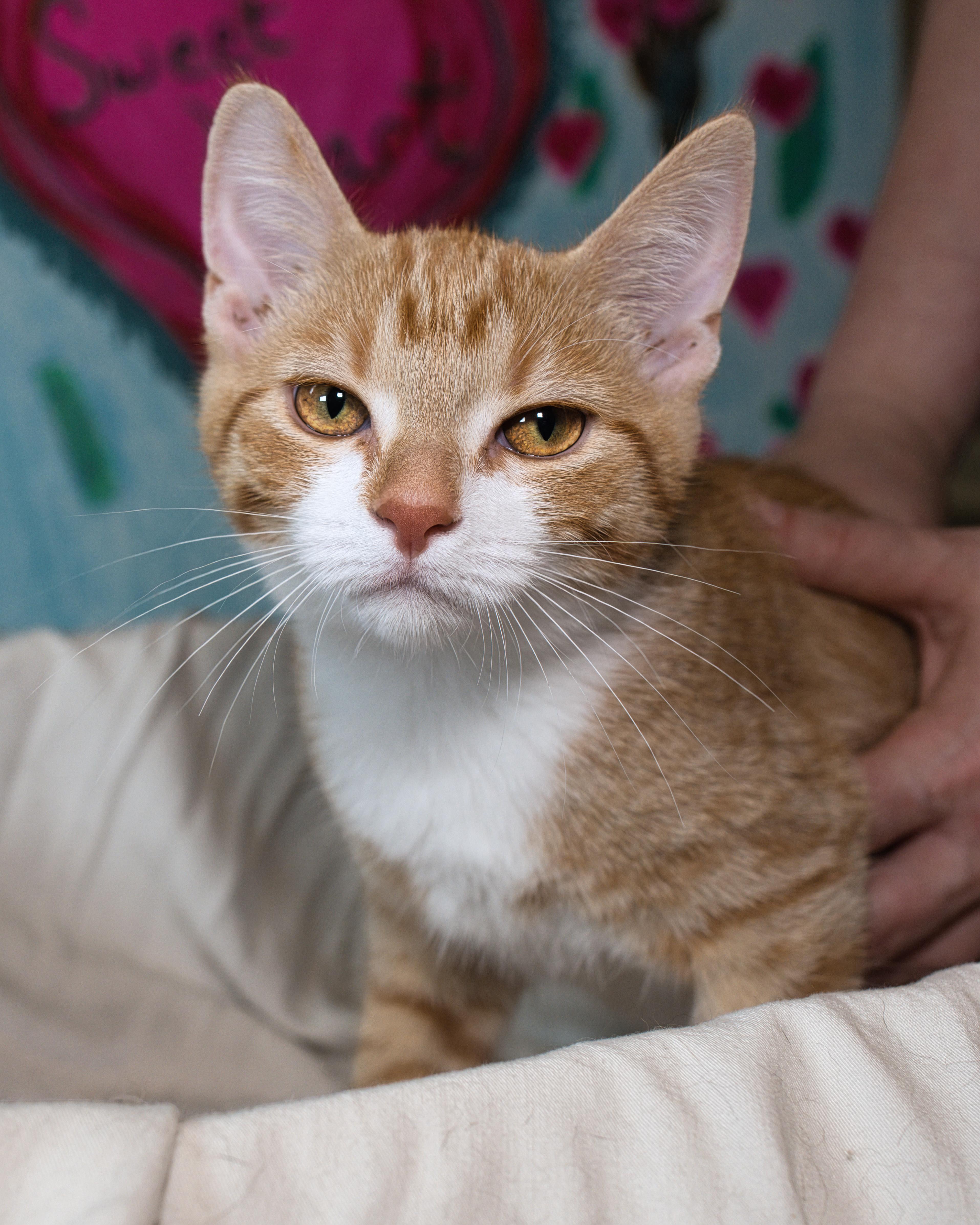 Daphne, a ADOPTABLE Domestic Short Hair in Milwaukee, WI image 1/4