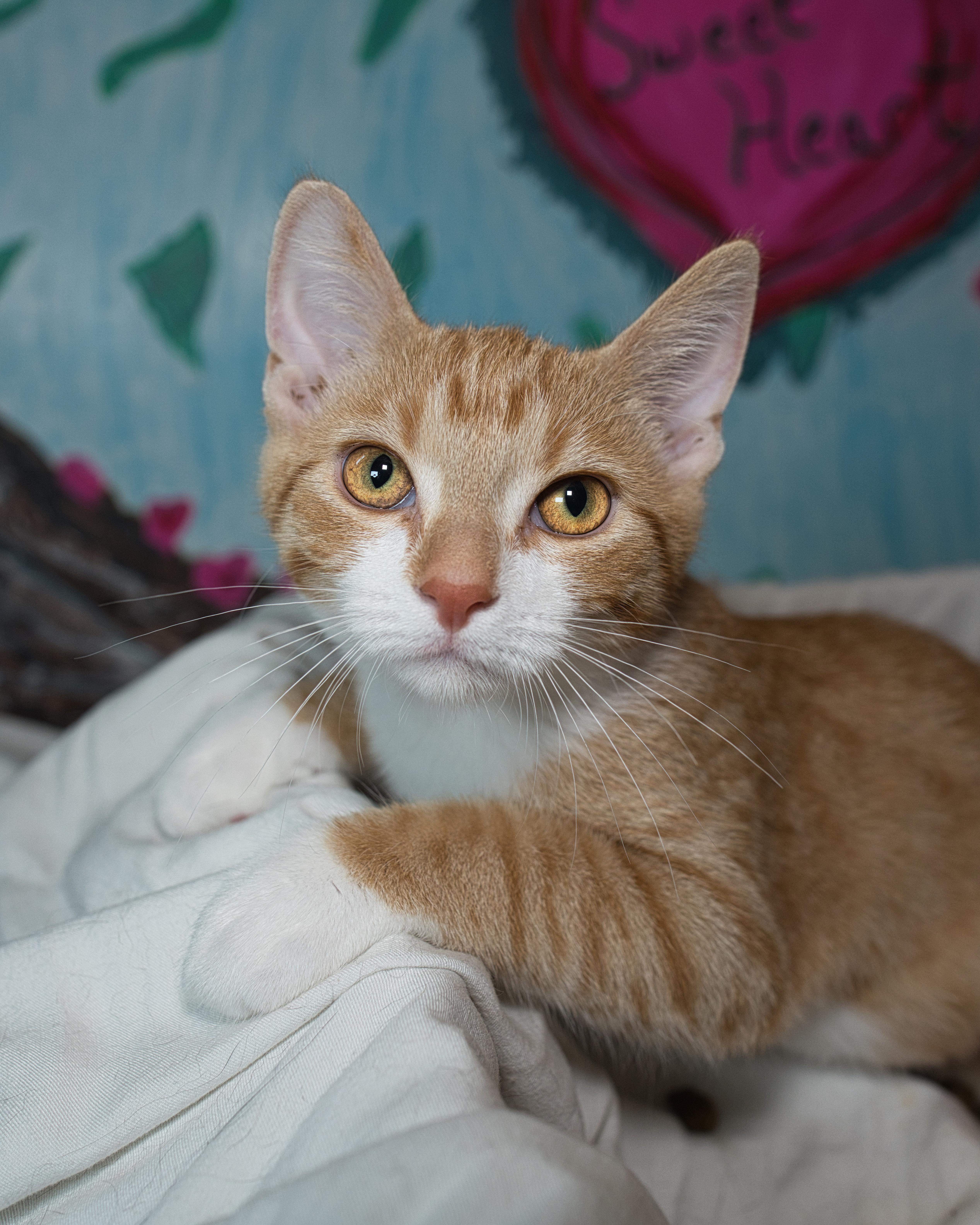 Daphne, a ADOPTABLE Domestic Short Hair in Milwaukee, WI image 4/4