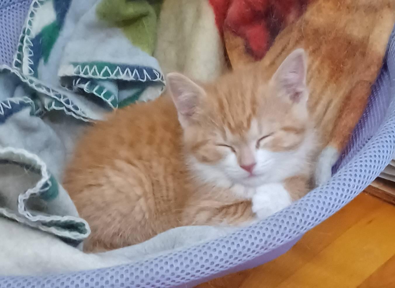 Daphne, a ADOPTABLE Domestic Short Hair in Milwaukee, WI image 2/4
