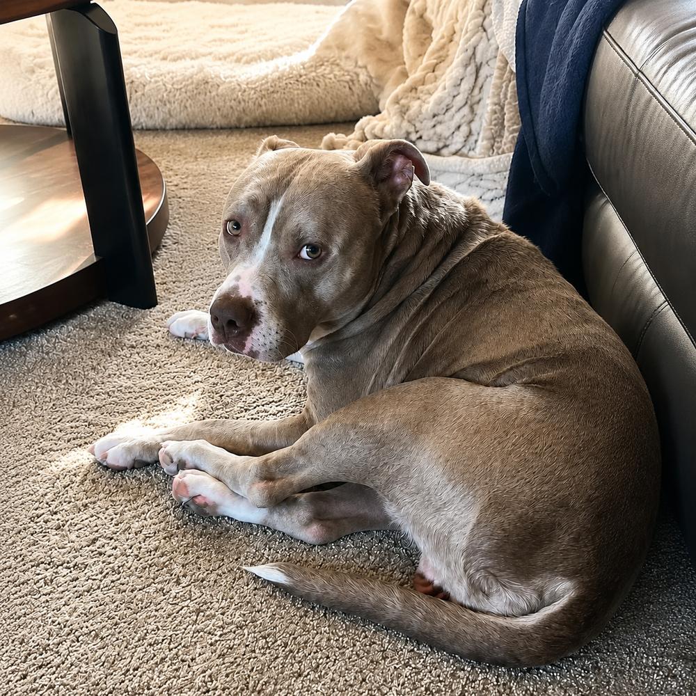 Enlarge Poncho, a Adopted Pit Bull Terrier in Chicago, IL image 1/6