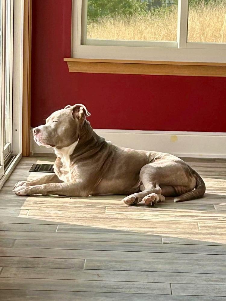 Enlarge Poncho, a Adopted Pit Bull Terrier in Chicago, IL image 2/6