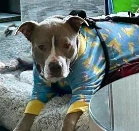 Enlarge Poncho, a Adopted Pit Bull Terrier in Chicago, IL image 3/6