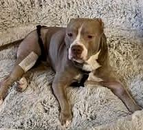 Enlarge Poncho, a Adopted Pit Bull Terrier in Chicago, IL image 4/6