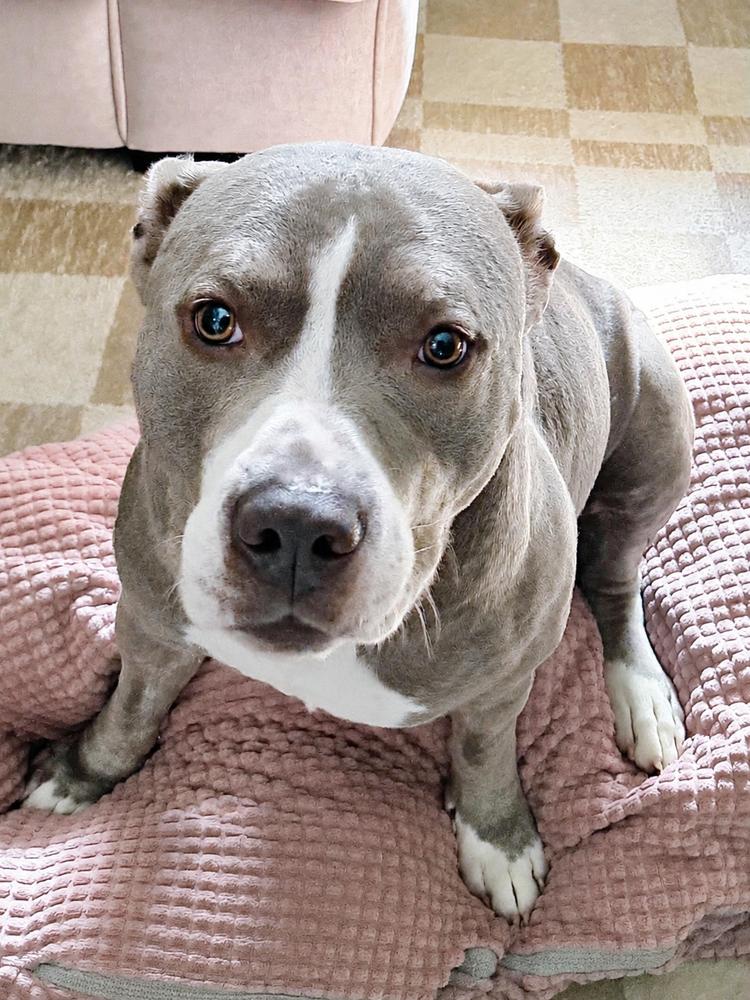 Enlarge Poncho, a Adopted Pit Bull Terrier in Chicago, IL image 5/6