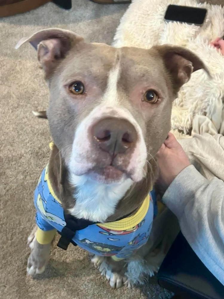 Enlarge Poncho, a Adopted Pit Bull Terrier in Chicago, IL image 6/6