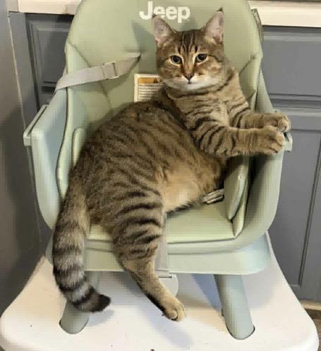 Teddy, adopted, Adult Male Domestic Short Hair.