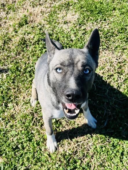 Storm, adopted, Adult Female Mixed Breed.