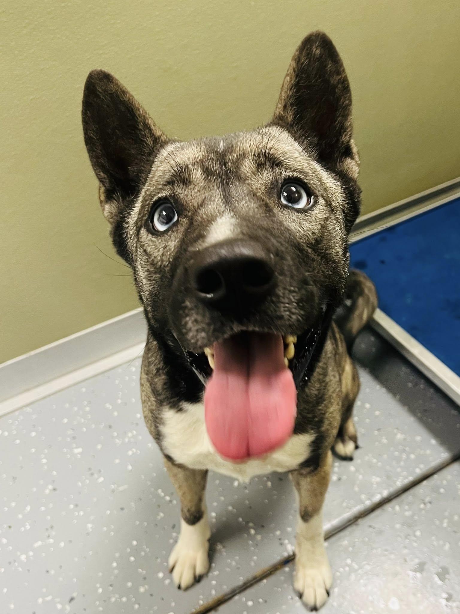 Enlarge Storm, an adopted Mixed Breed in Davenport, IA image 3/3