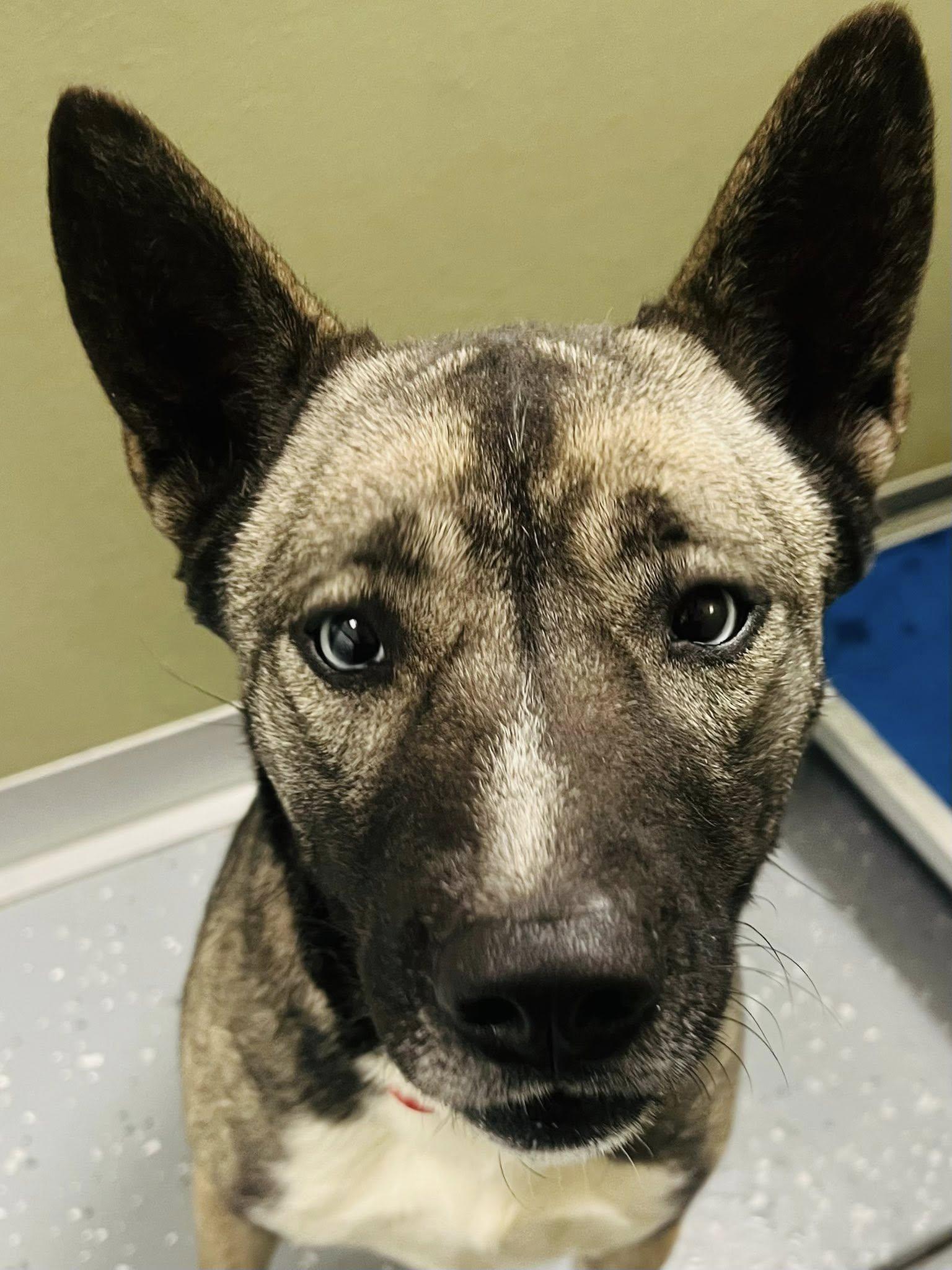 Enlarge Storm, an adopted Mixed Breed in Davenport, IA image 2/3