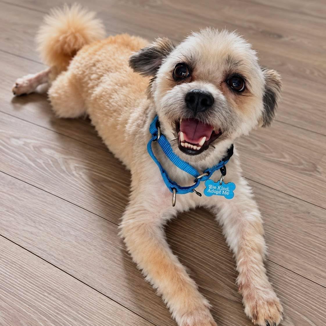 Enlarge Rootbeer, a Adoptable mixed breed in Wappingers Falls, NY image 1/2