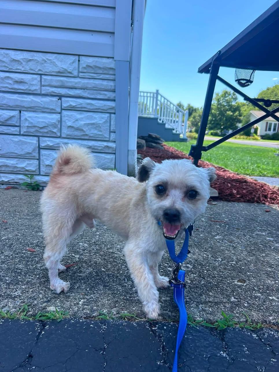 Enlarge Rootbeer, a Adoptable mixed breed in Wappingers Falls, NY image 2/2