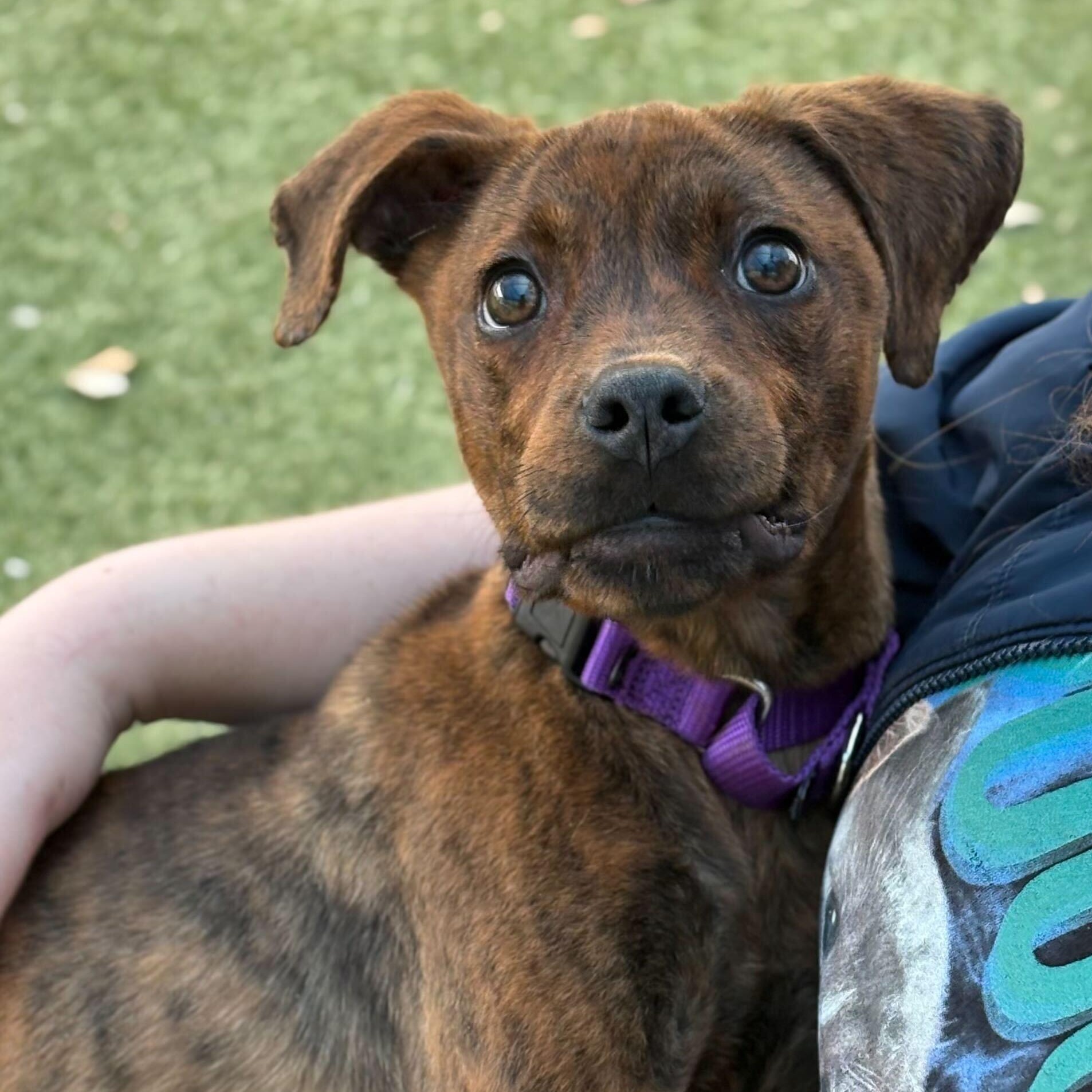 Marra (Aka Brindle), a Adoptable mixed breed in Portland, ME image 2/3