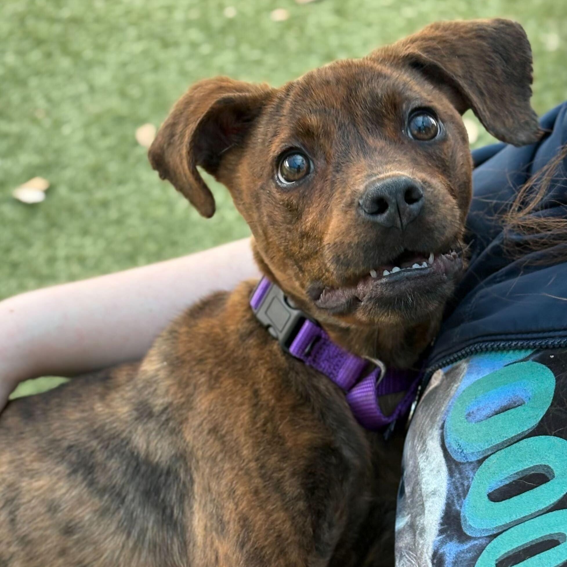 Marra (Aka Brindle), a Adoptable mixed breed in Portland, ME image 3/3