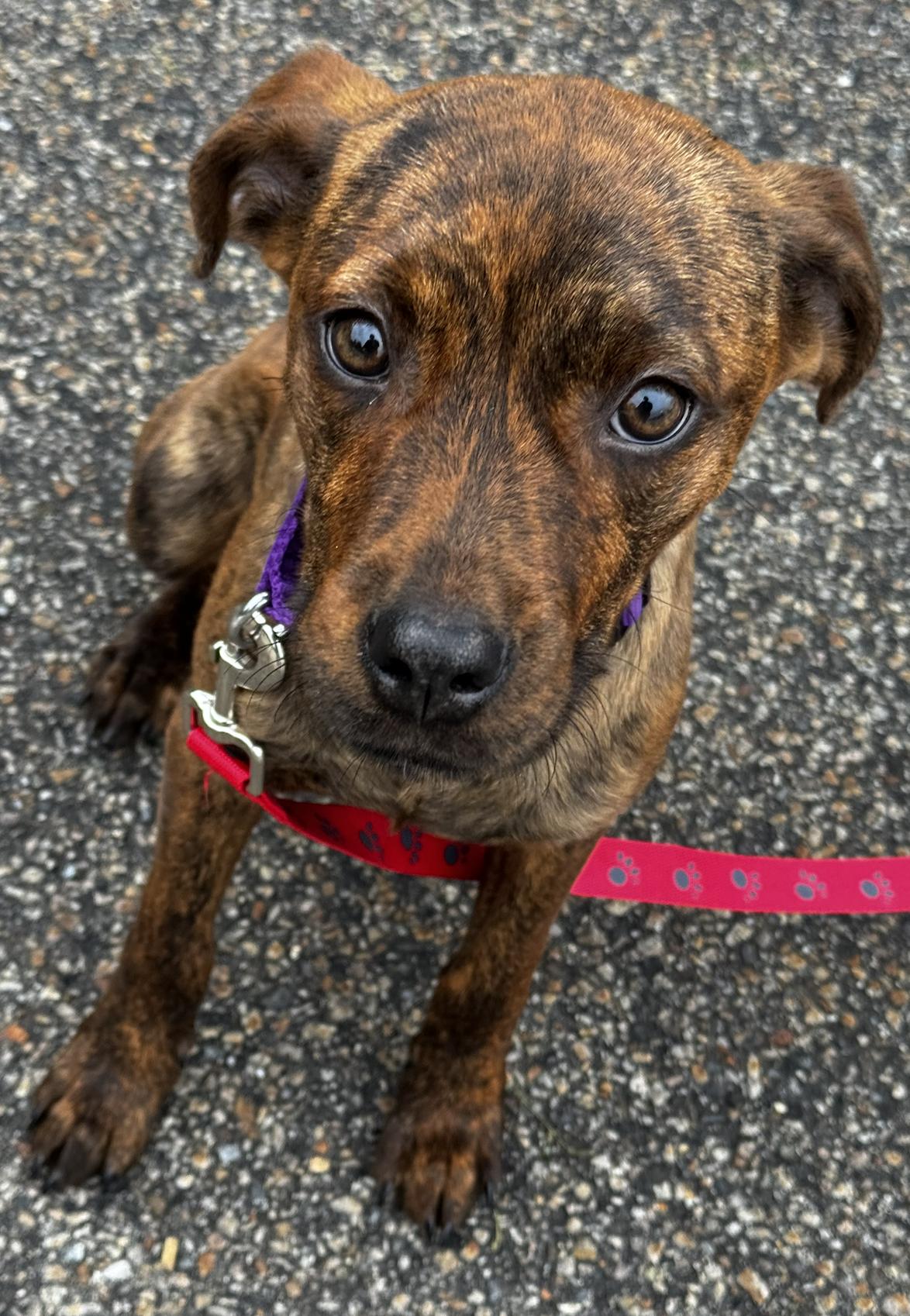 Marra (Aka Brindle), Adoptable, Young Female Plott Hound.