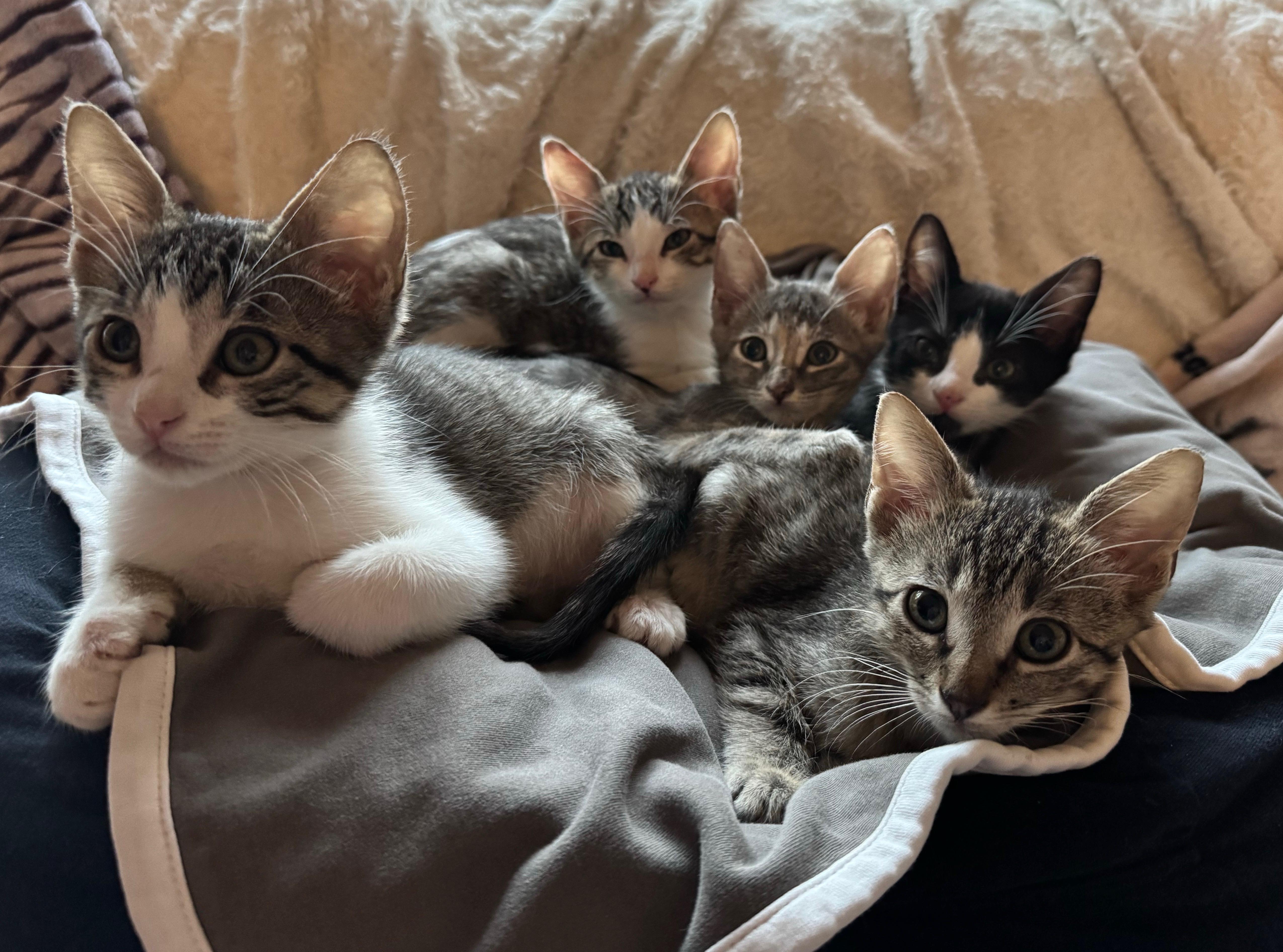 The Fierce 5 , ADOPTABLE, Kitten Male Domestic Short Hair.