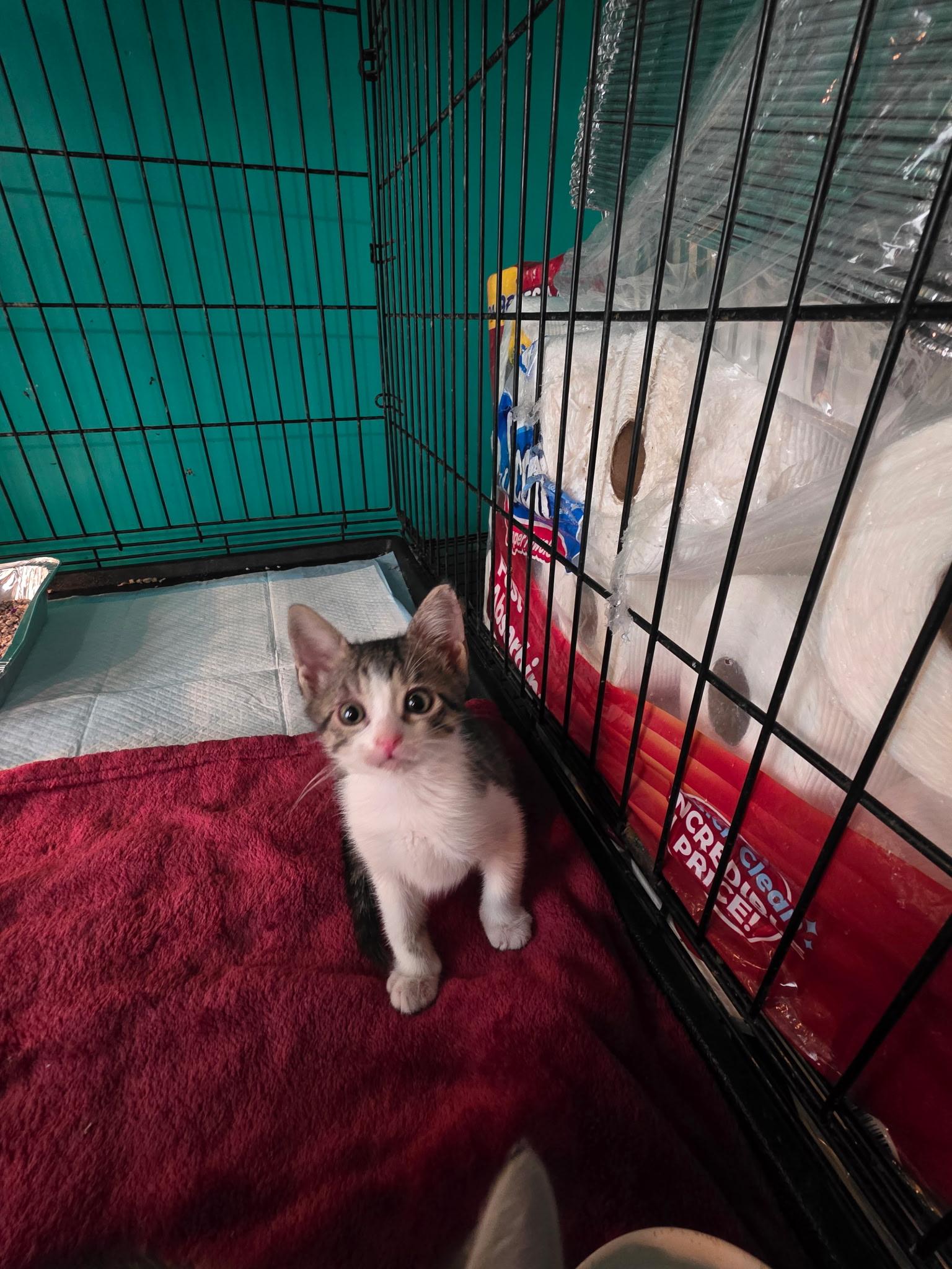 Enlarge The Fierce 5 , a ADOPTABLE mixed breed in Frederick, MD image 4/5