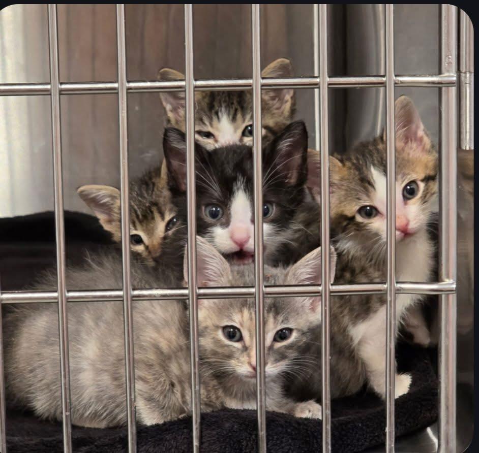 Enlarge The Fierce 5 , a ADOPTABLE mixed breed in Frederick, MD image 2/5