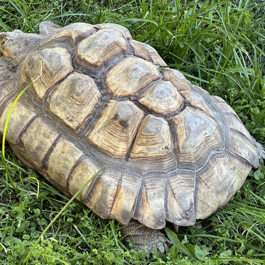 Enlarge Donita, a Adoptable Sulcata in San Marcos, TX image 1/6