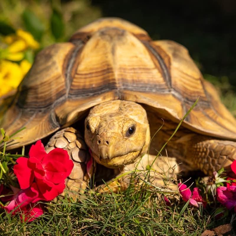 Enlarge Donita, a Adoptable Sulcata in San Marcos, TX image 2/6