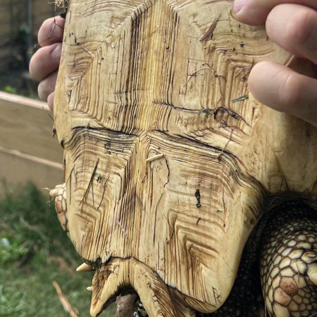 Enlarge Donita, a Adoptable Sulcata in San Marcos, TX image 3/6