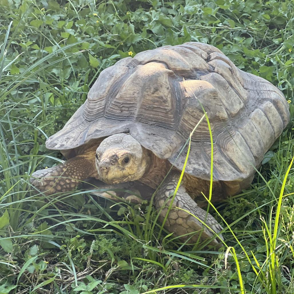 Enlarge Donita, a Adoptable Sulcata in San Marcos, TX image 4/6