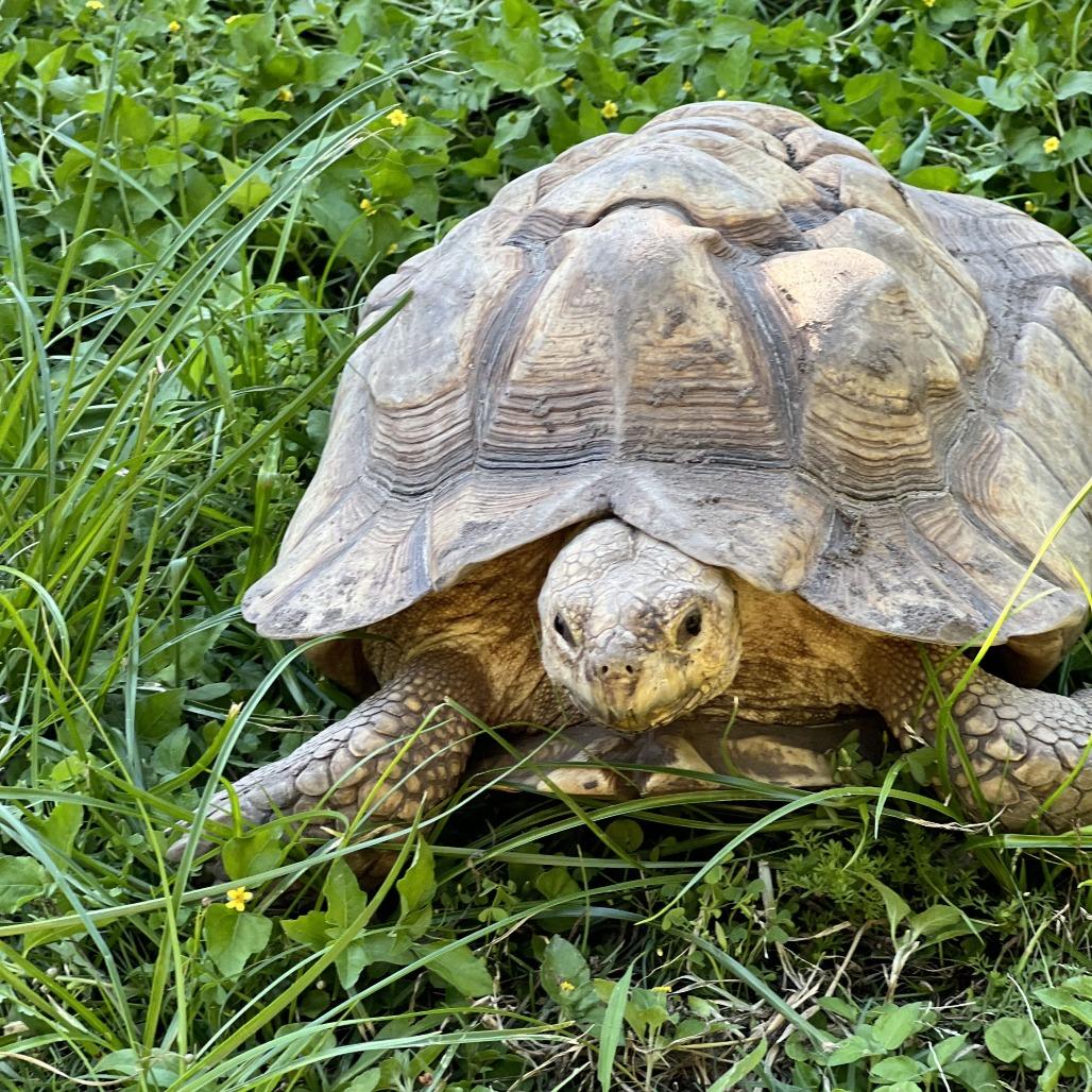 Enlarge Donita, a Adoptable Sulcata in San Marcos, TX image 6/6