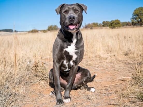 Enlarge SHAQ, a Adoptable Mixed Breed in Santa Fe, NM image 1/2