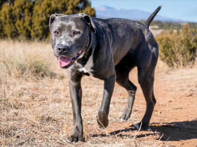 Enlarge SHAQ, a Adoptable Mixed Breed in Santa Fe, NM image 2/2