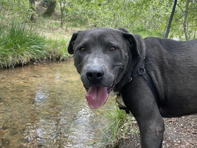 SHAQ, Adoptable, Adult Male Mixed Breed.