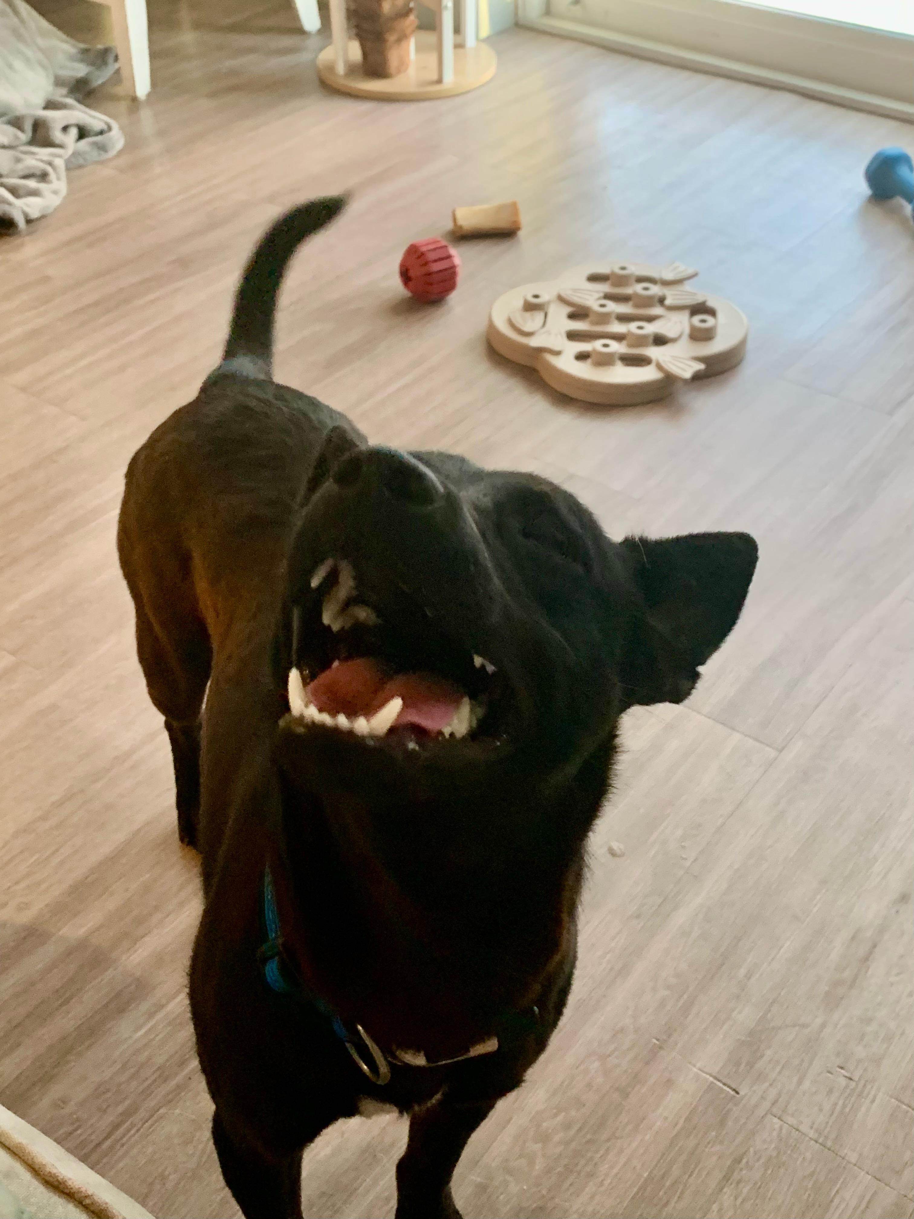 Enlarge Oscar, a ADOPTABLE mixed breed in Port Saint Lucie, FL image 2/5