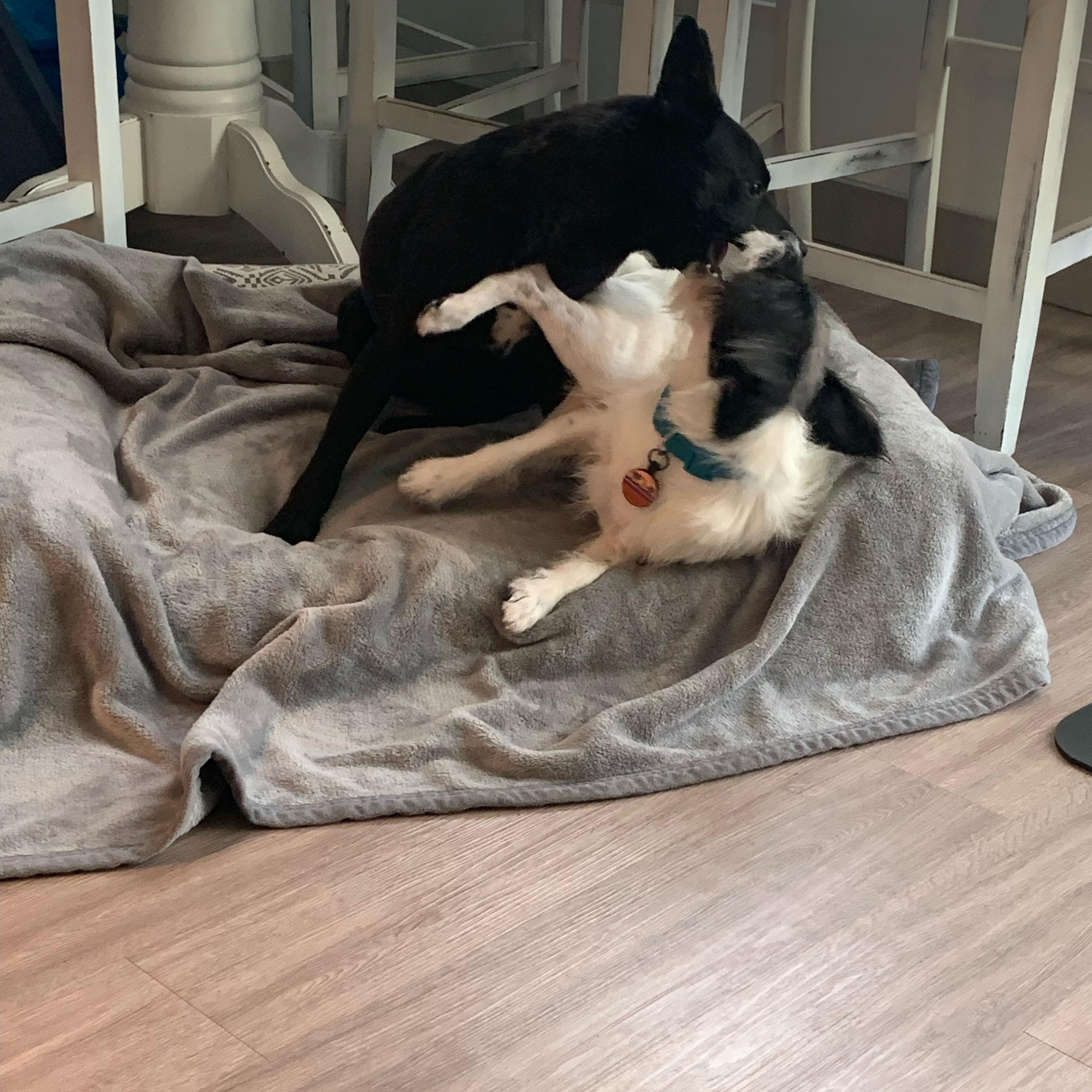 Enlarge Oscar, a ADOPTABLE mixed breed in Port Saint Lucie, FL image 3/5