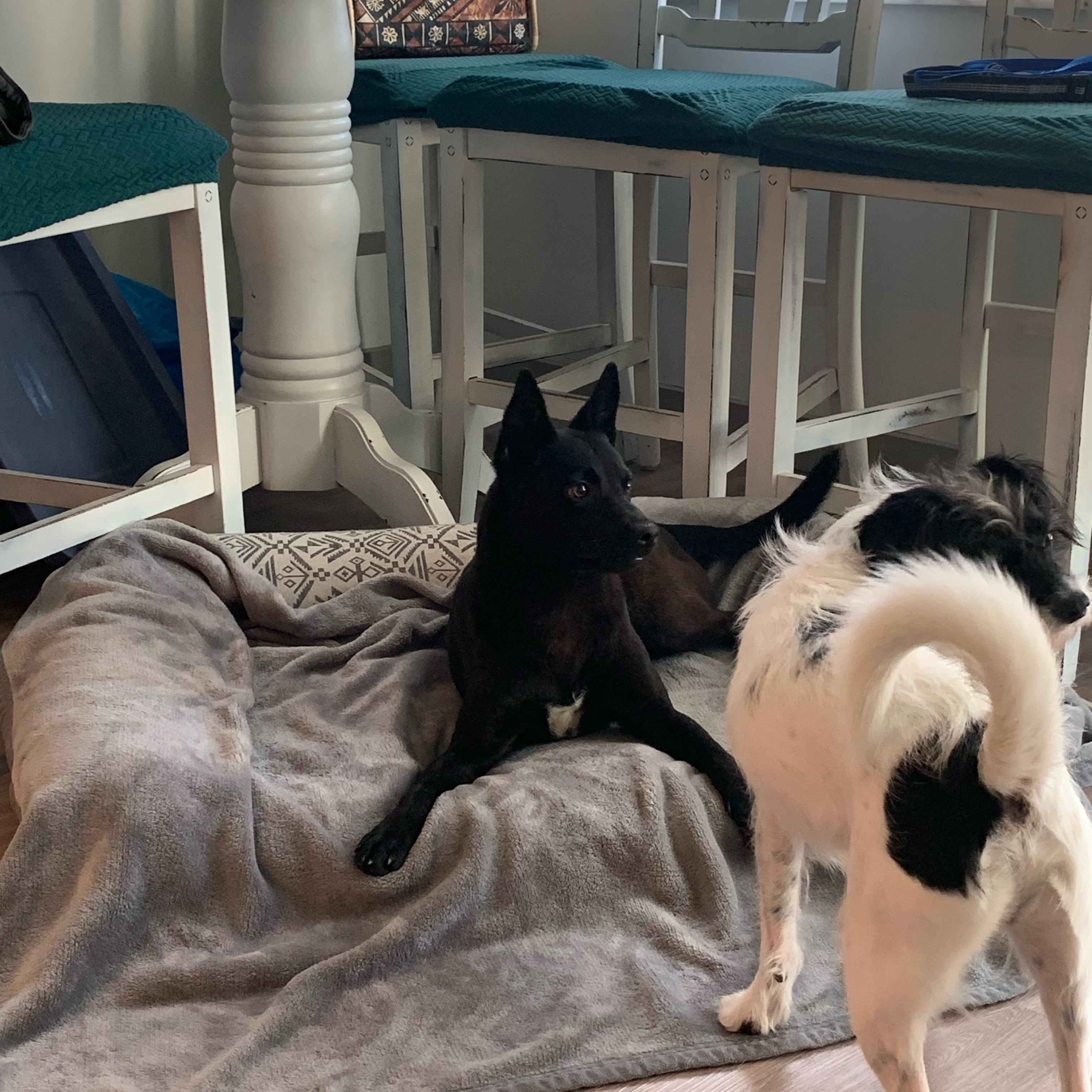 Enlarge Oscar, a ADOPTABLE mixed breed in Port Saint Lucie, FL image 5/5